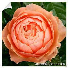 Roseira 'Abricot Terrazza'